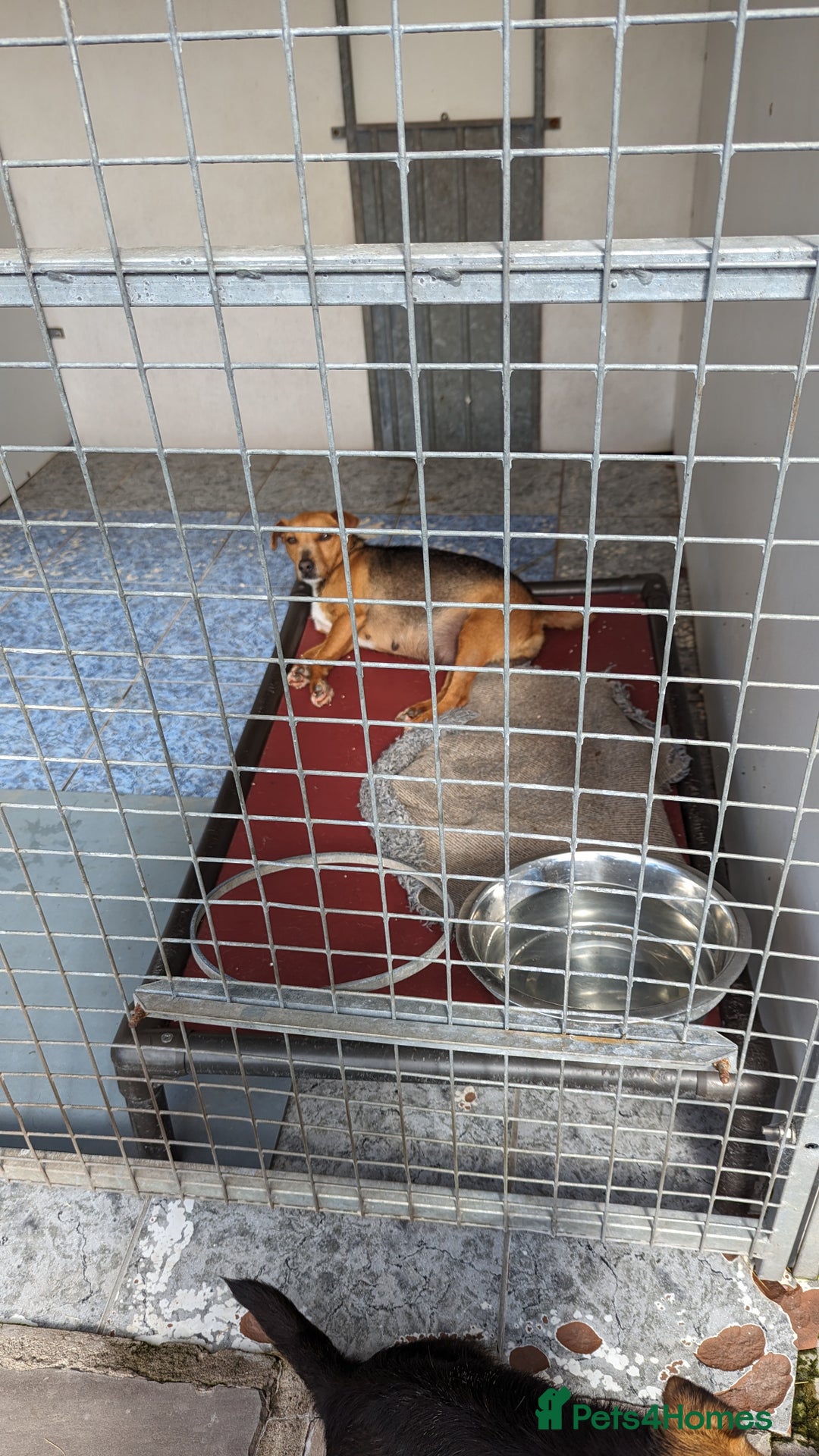 Mixed Breed dogs for sale: 2 Terrier boys - Advert 8