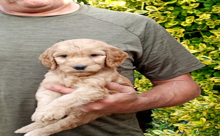 Cockapoo dogs - Advert 3