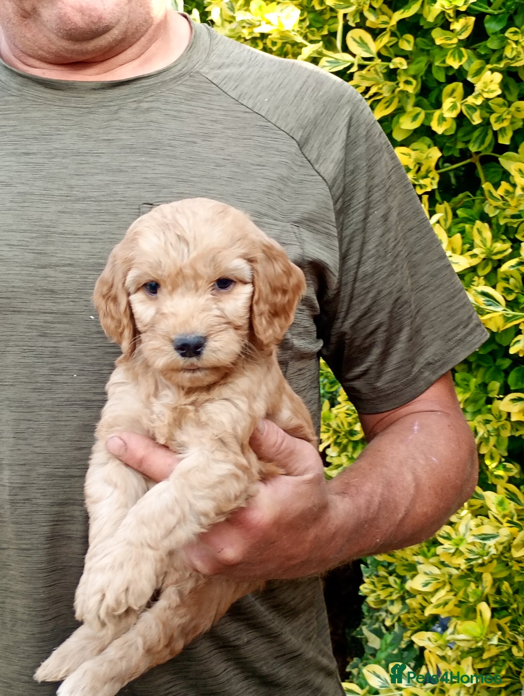 Cockapoo dogs for sale: Cockapoo F1 puppies  - Image 1