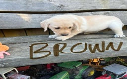 Labrador Retriever dogs for sale: Lovely Labrador pups - Image 20