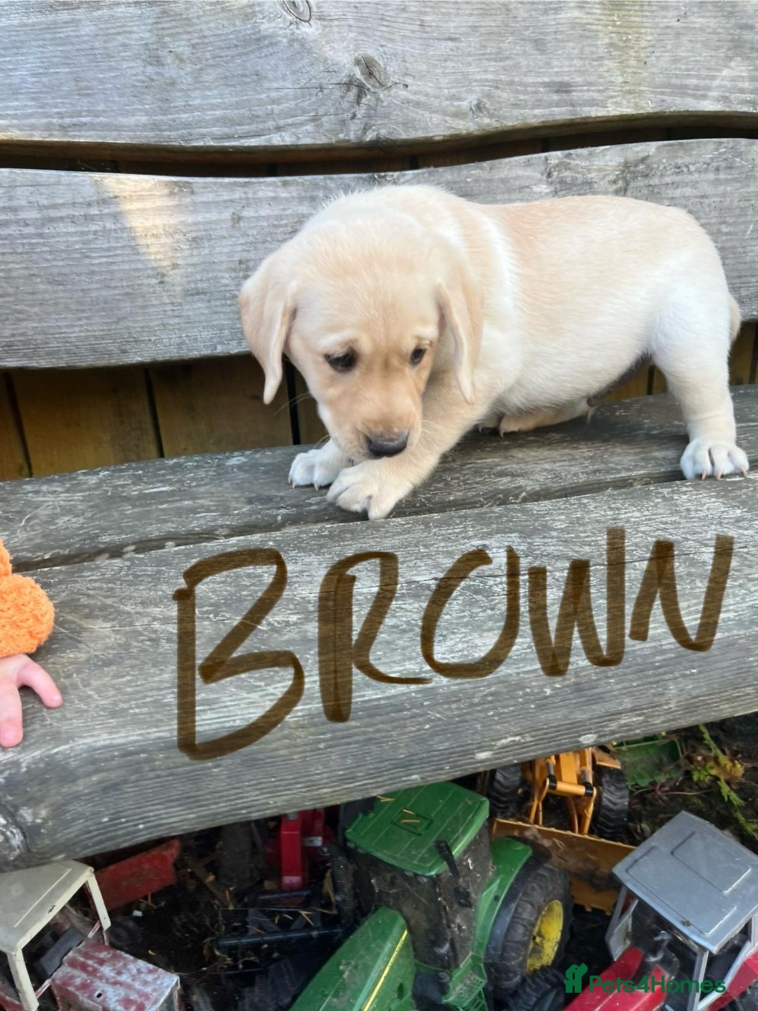 Labrador Retriever dogs for sale: Lovely Labrador pups - Image 20