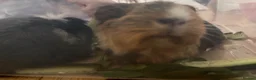 Guinea Pig rodents for sale: 2 Female Guinea Pigs looking for a good home  - Advert 7