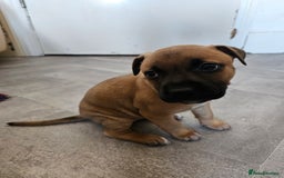 Bullmastiff dogs for sale: Bullmastiff puppy female  - Image 6