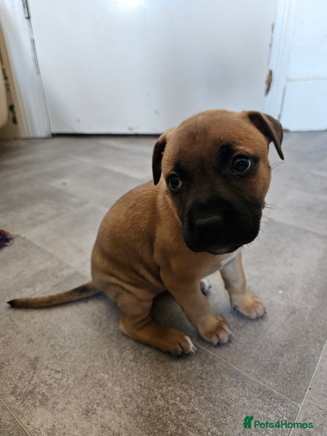 Bullmastiff dogs for sale: Bullmastiff puppy female  - Image 6