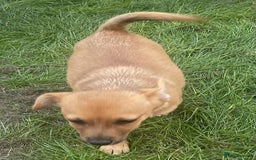Mixed Breed dogs for sale: 13 week old Jack Russell and Pomeranian mix puppy  - Image 4