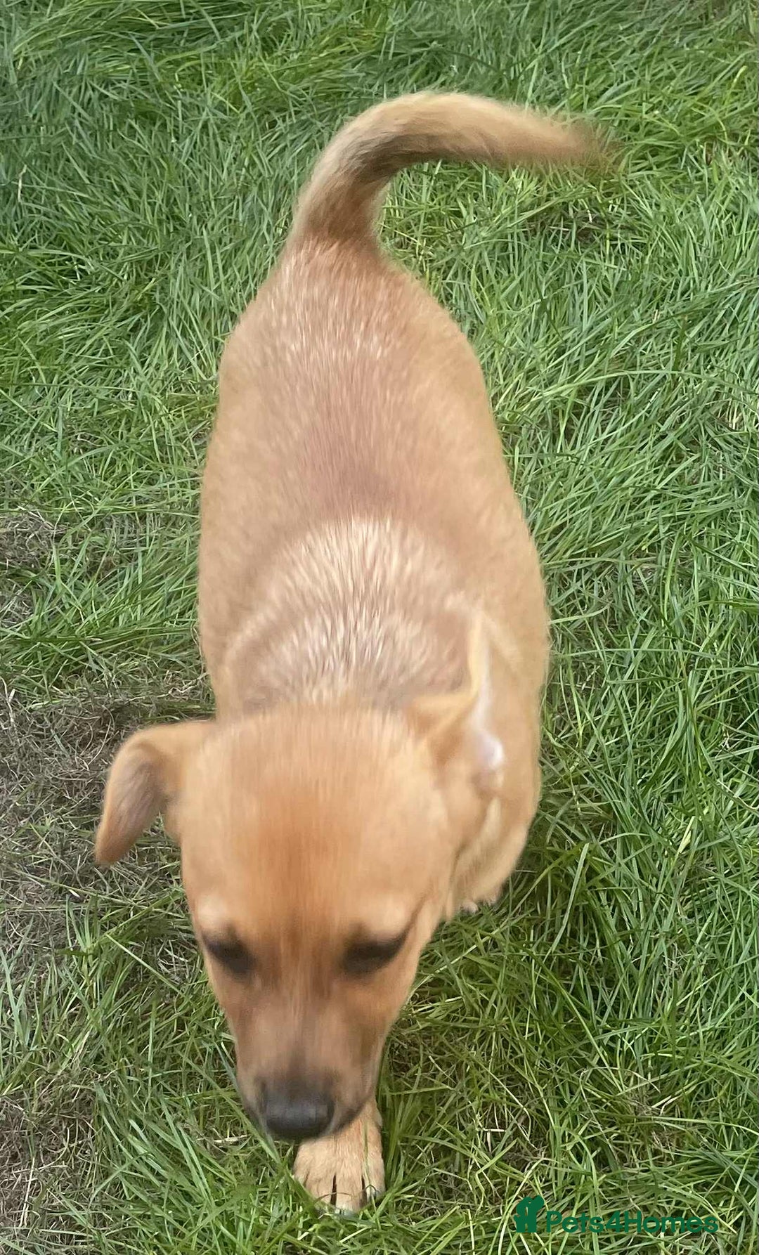 Mixed Breed dogs for sale: 13 week old Jack Russell and Pomeranian mix puppy  - Image 4