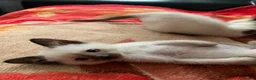 Siamese cats for sale: Siamese kittens - Advert 3