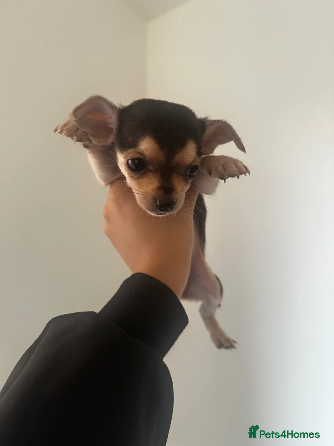 Chihuahua dogs for sale: Gorgeous Chihuahua girls - Advert 4