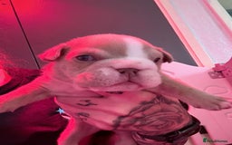 English Bulldog dogs for sale: Beautiful litter of blue fawn English bulldogs - Image 5