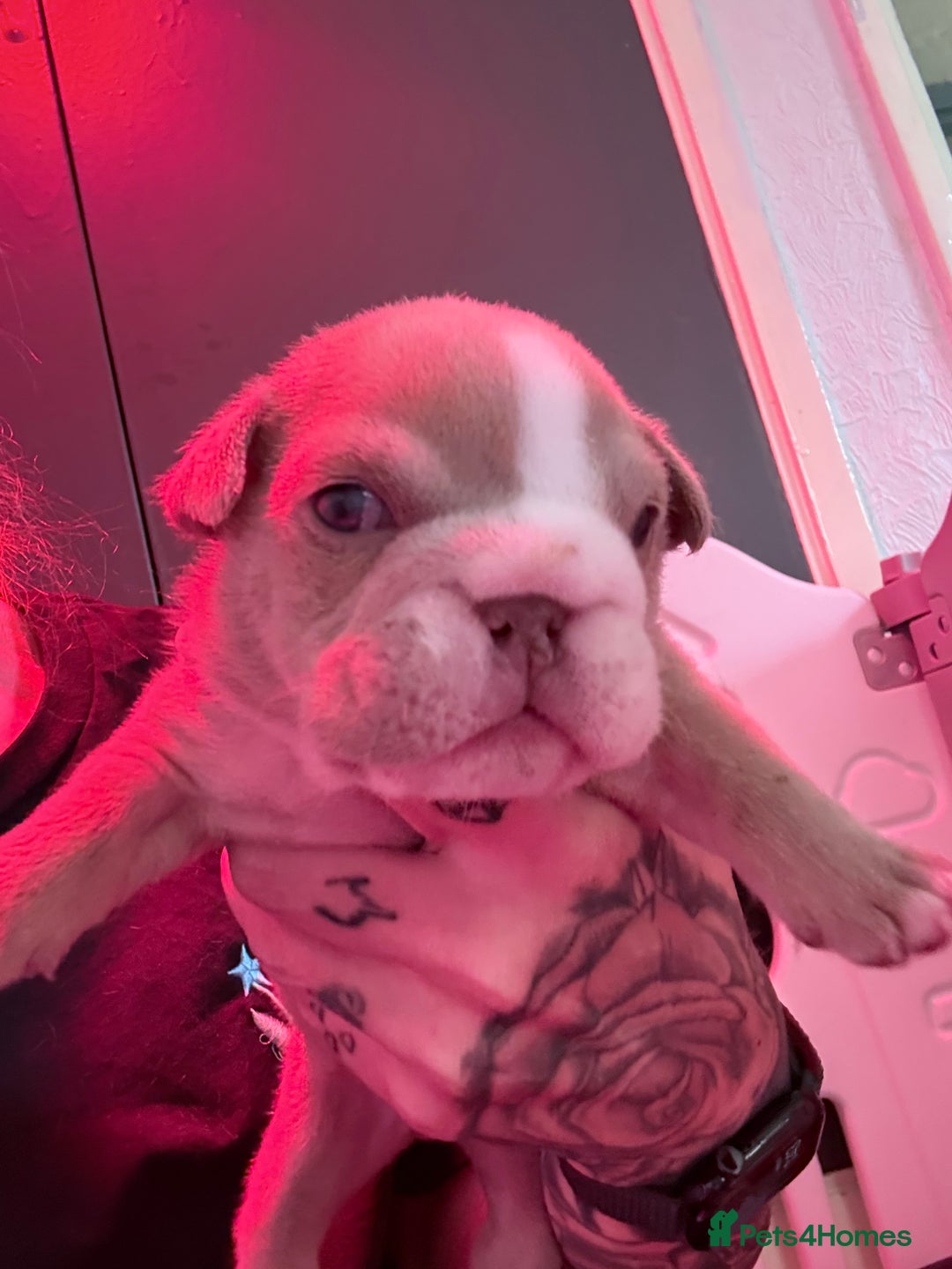 English Bulldog dogs for sale: Beautiful litter of blue fawn English bulldogs - Image 5