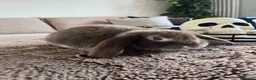 French Lop rabbits for sale: French Lops ready to leave  - Advert 1