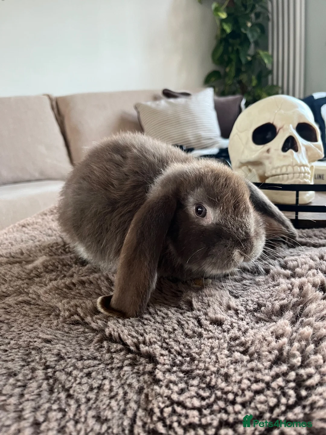 French Lop rabbits for sale: French Lops ready to leave  - Advert 1