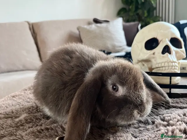 French Lop rabbits French Lops ready to leave - Advert 1