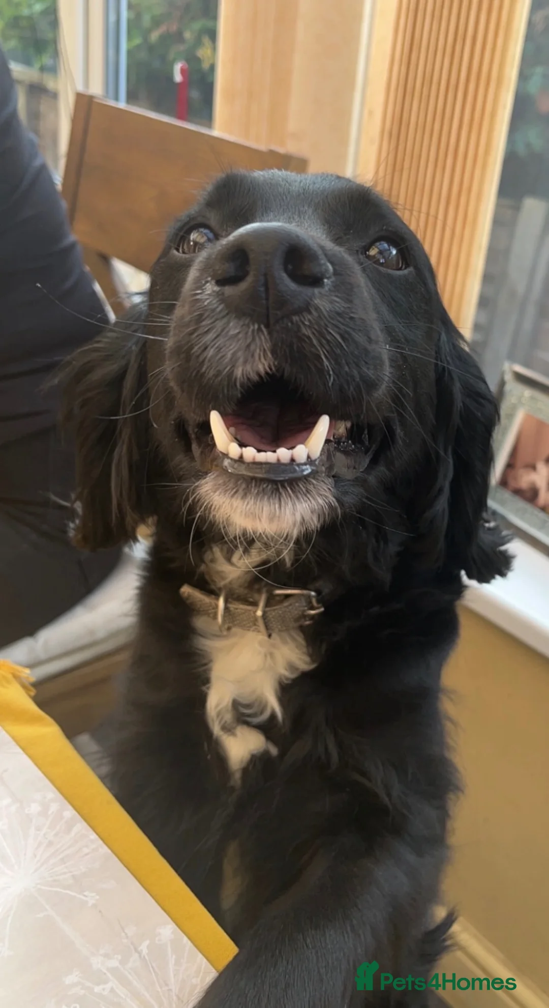 Sprocker dogs for sale: Heidi  - Advert 4