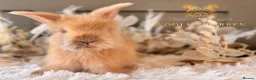 Angora rabbits for sale: Fully Vaccinated Angora Litter - Advert 1