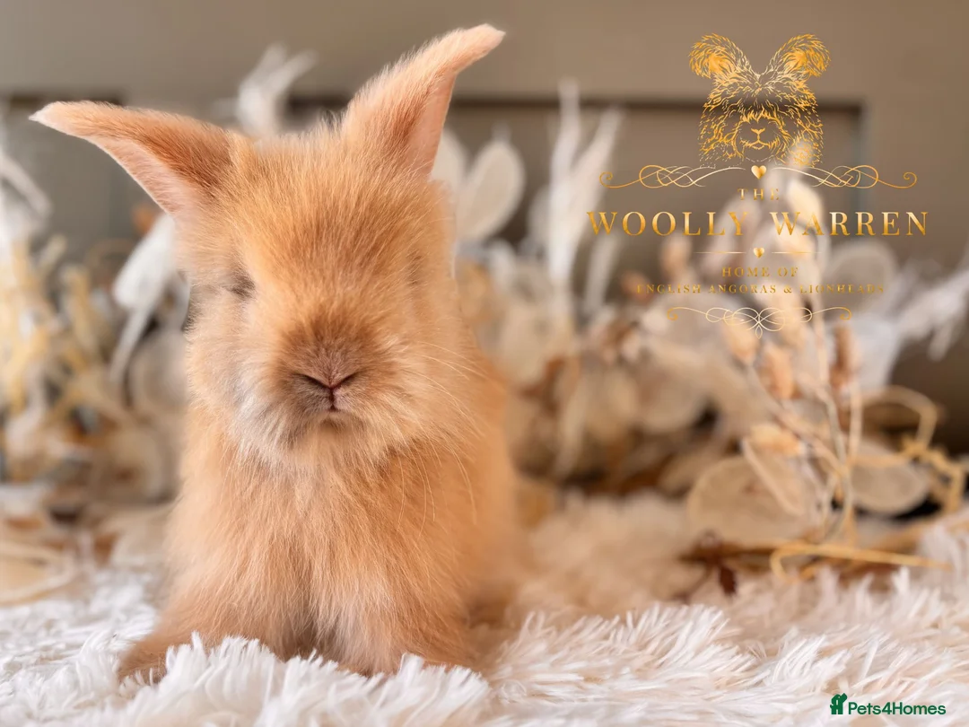 Angora rabbits for sale: Fully Vaccinated Angora Litter - Advert 1