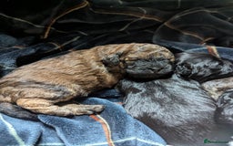 Shihpoo dogs for sale: F2 shihpoo puppies. - Image 10