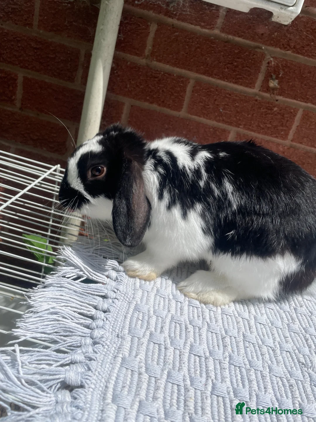 Mini Lop rabbits for sale: Mini lop male rabbit in Wrexham - Advert 2