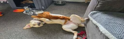 Mixed Breed dogs for adoption: Melody — A Clever, Happy Water‑Loving Girl in Aylesbury - Advert 5