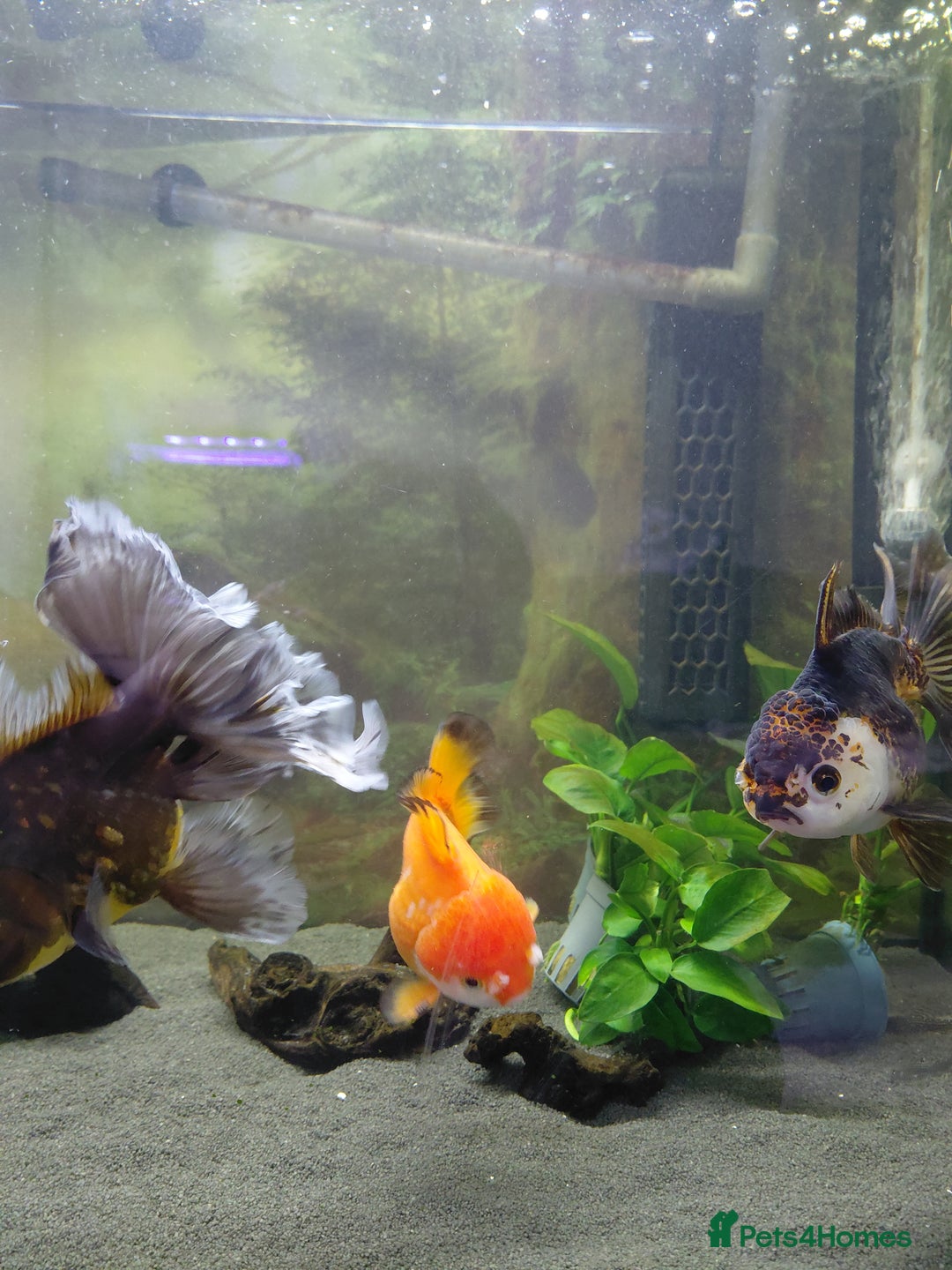 Fancy Goldfish fish for sale: Large oranda goldfish see description  - Image 2