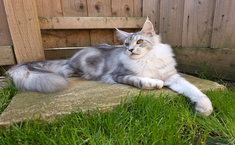 Maine Coon cats - Advert 2