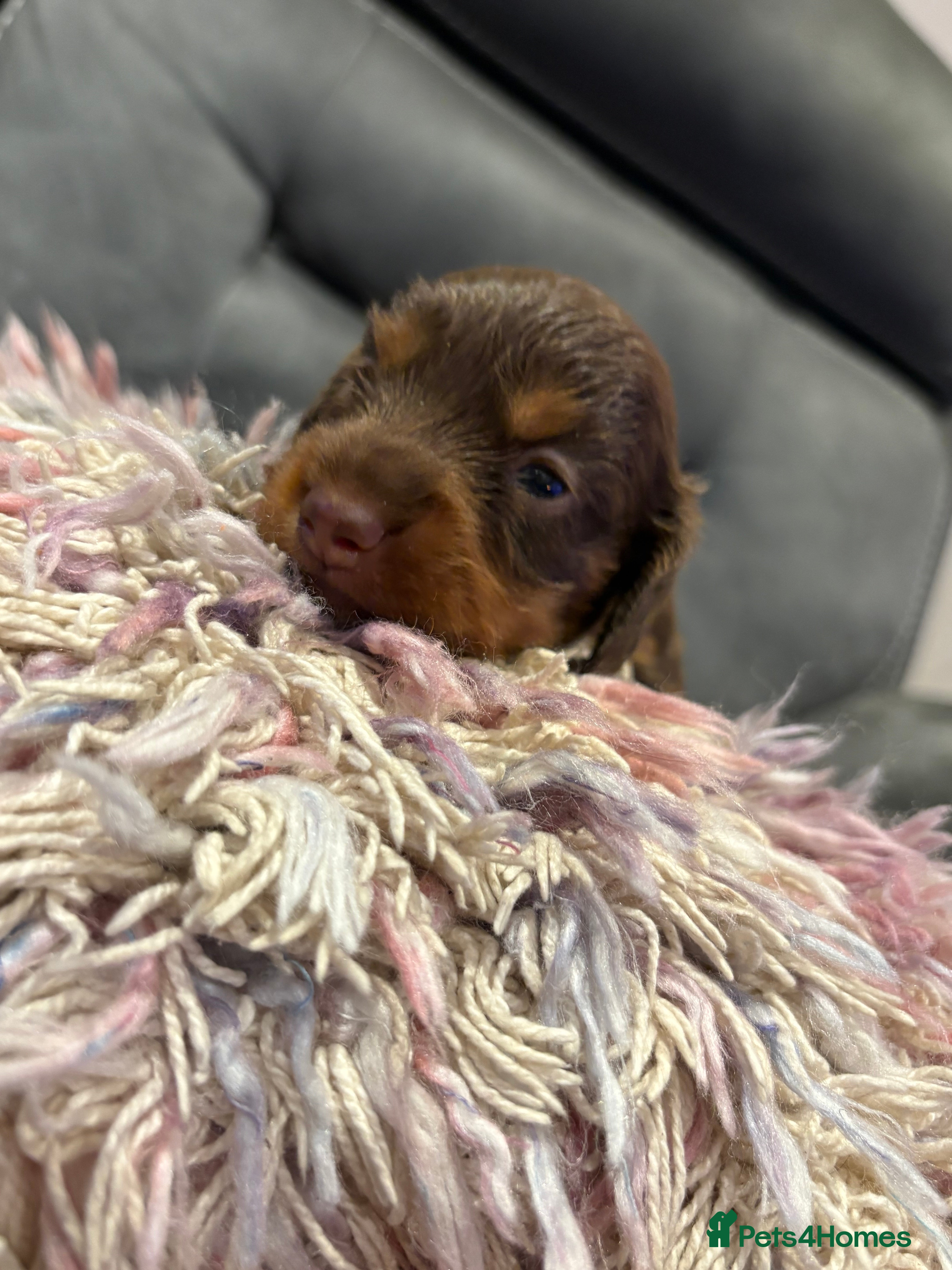 Miniature Dachshund dogs ❌Just 2 remaining❌ KC long haired mini dachshund  - Advert 14