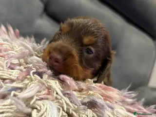 Miniature Dachshund dogs ❌Just 2 remaining❌ KC long haired mini dachshund - Advert 14