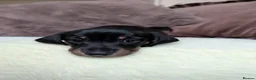 Miniature Dachshund dogs for sale: Miniature Dachshund Puppies - Advert 19