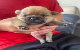 Mixed Breed dogs for sale: Last one little boy SHIHchi baby left ❤️ - Image 2