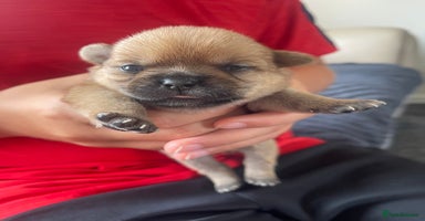 Mixed Breed dogs - Advert 4