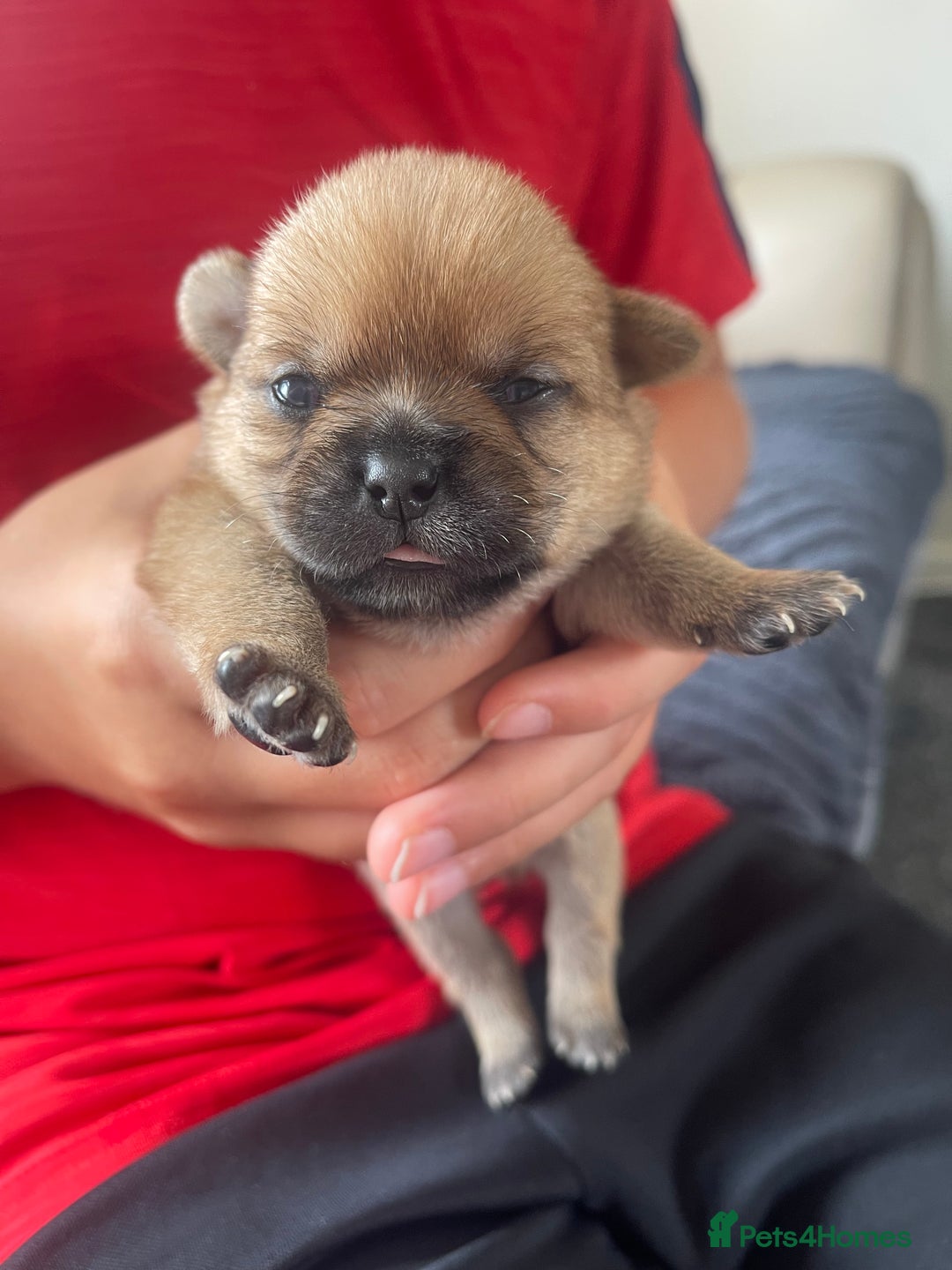 Mixed Breed dogs for sale: Last one little boy SHIHchi baby left ❤️ - Image 2