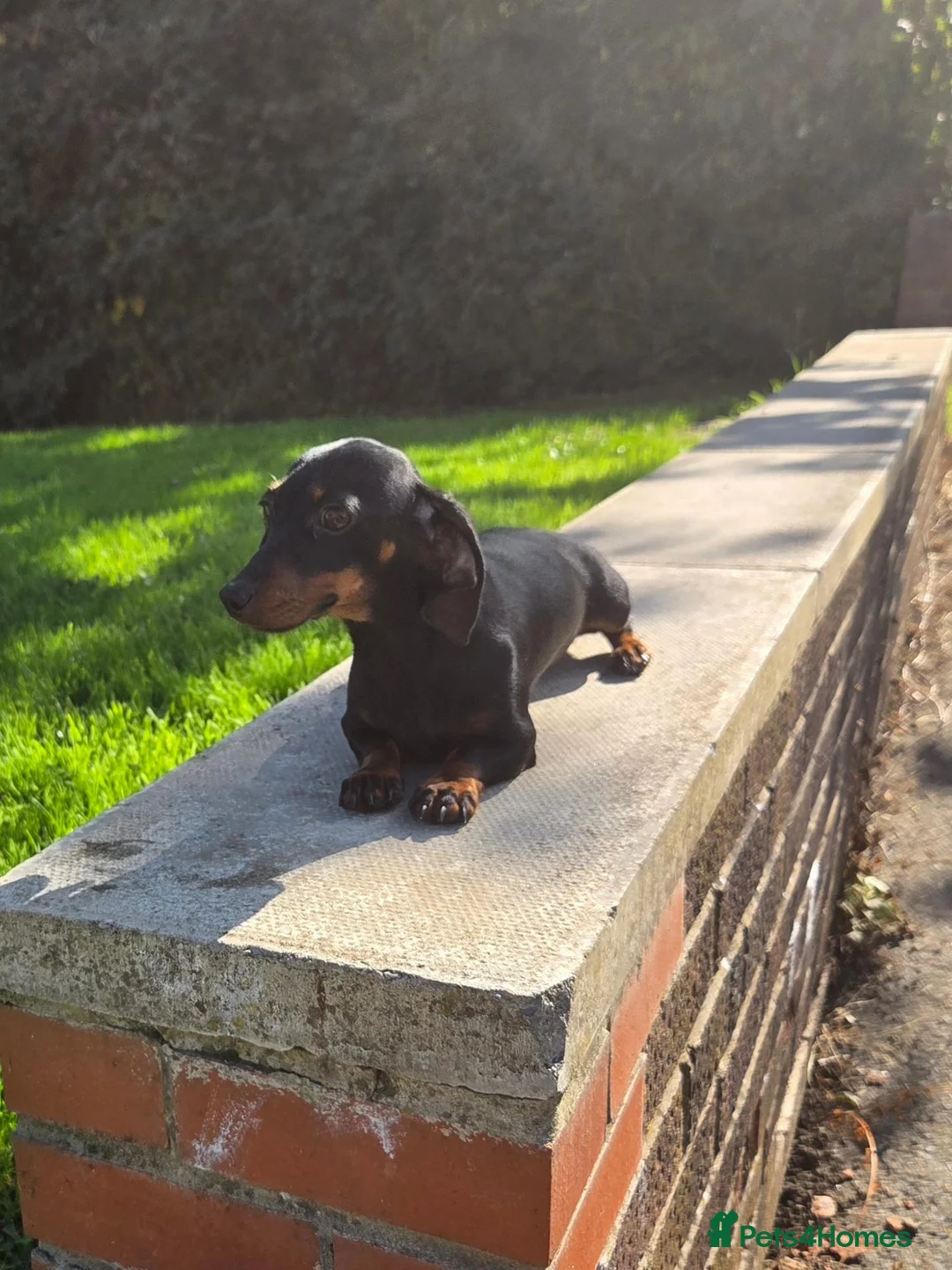 Miniature Dachshund dogs for sale: Tiny Black & Tan female, 1 year old - Advert 5