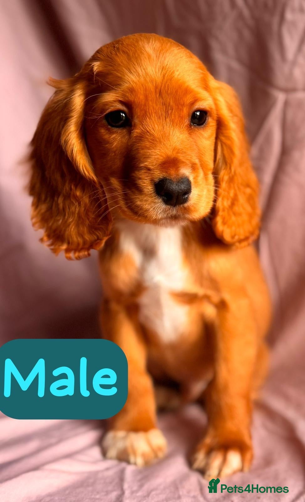 Cockapoo dogs for sale: COCKAPOO PUPS  - Advert 6