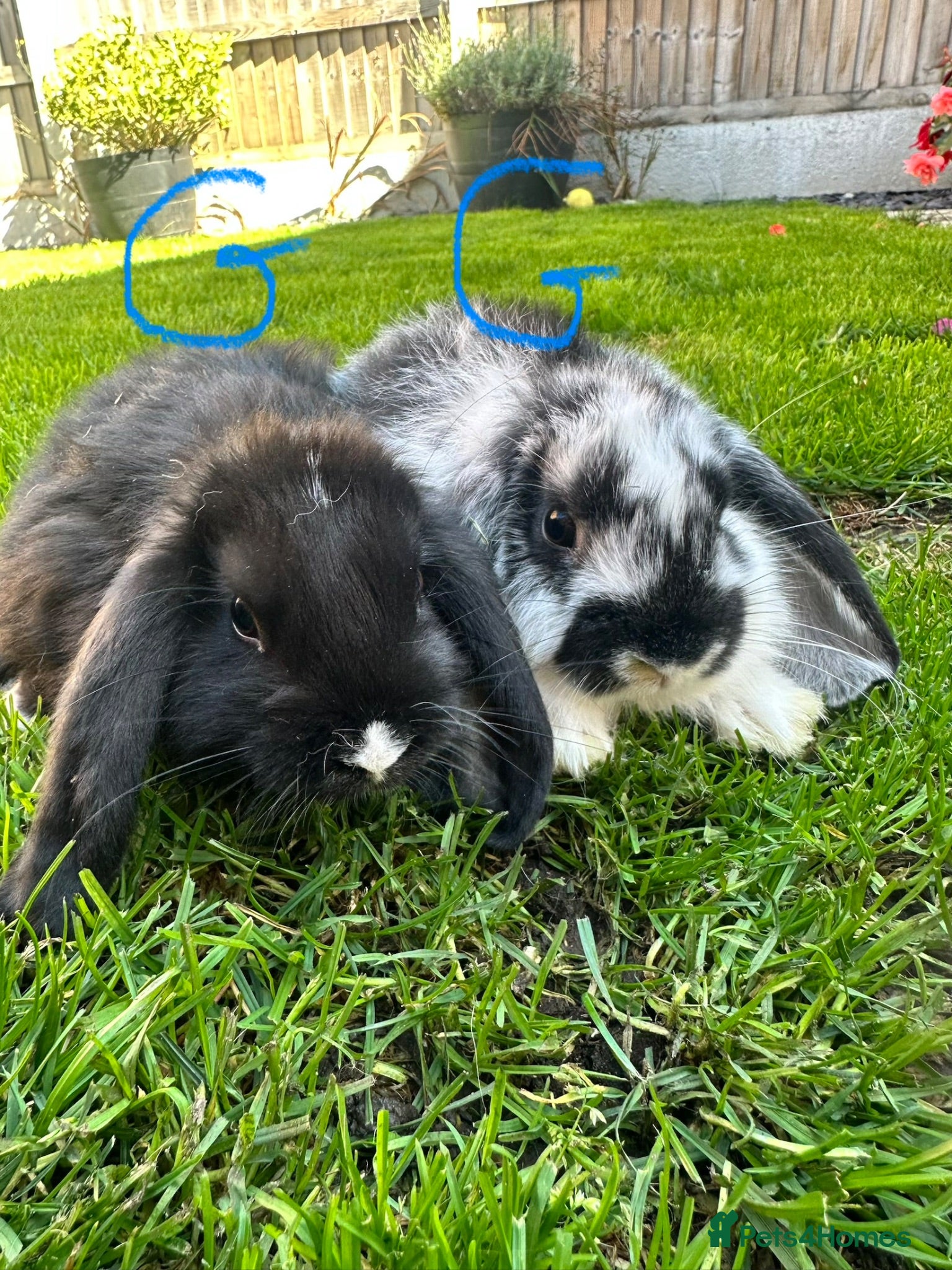 Mini Lop rabbits Mini Lop Rabbits For Sale  - Advert 1