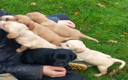 Mixed Breed dogs for sale: Labrador x sprocker - Advert 12