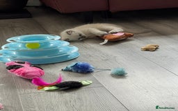 Ragdoll cats for sale: Ragdoll kittens - Image 2