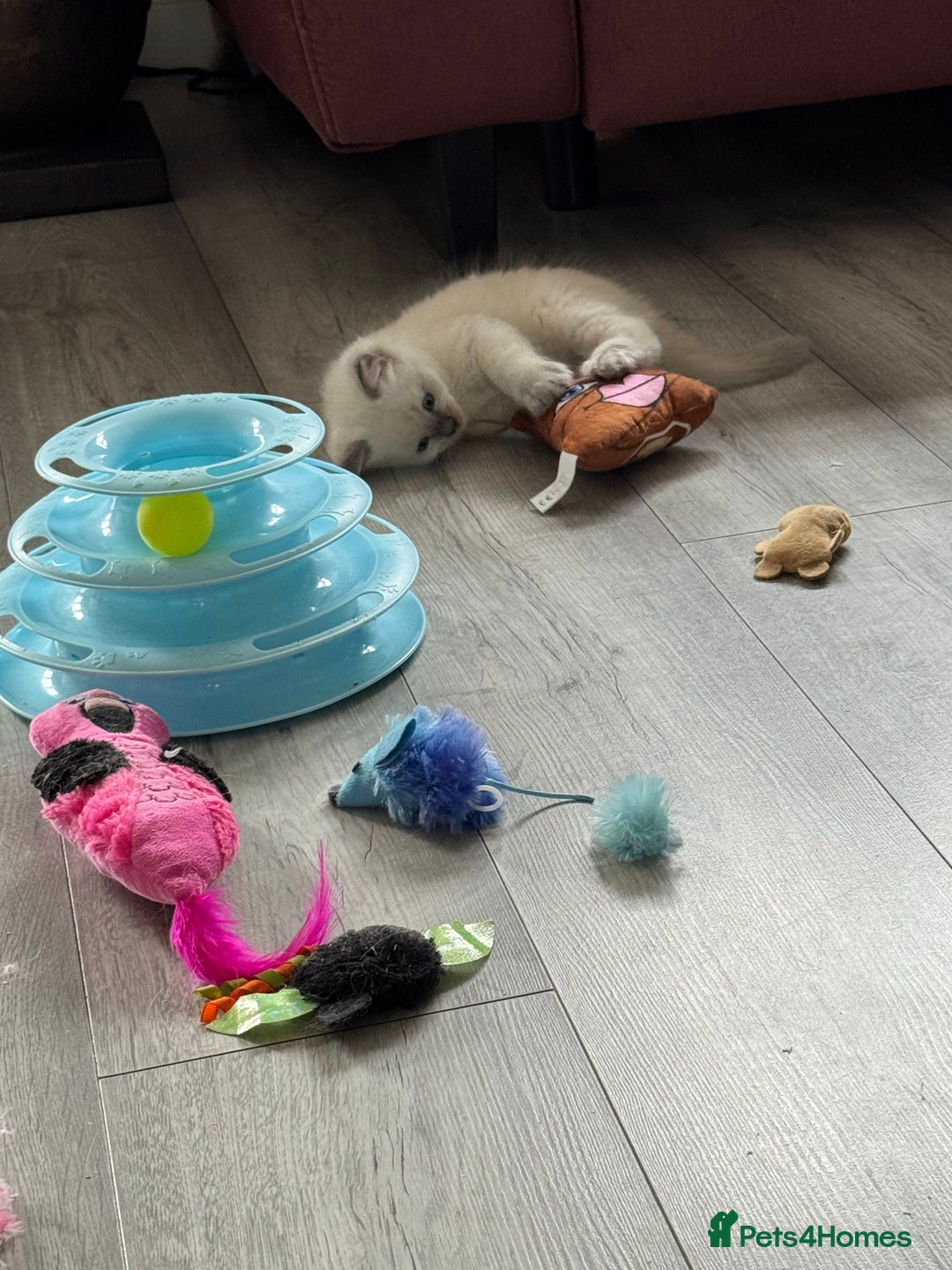 Ragdoll cats for sale: Ragdoll kittens - Image 2