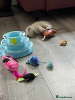 Ragdoll cats - Advert 5