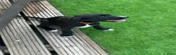 Borador dogs for sale: Beautiful Male Borador Puppy - 16 weeks old - Advert 8