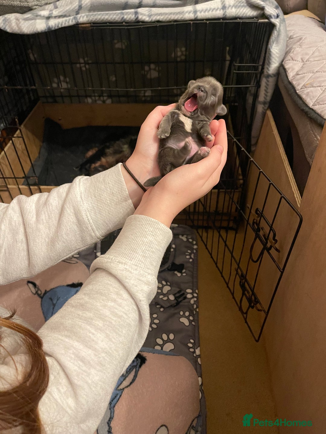 Shih Tzu dogs for sale: imperial karishishi shih tzu - Advert 18