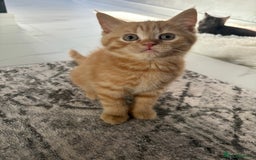 Scottish Fold cats for sale: 5 kittens Ready to find their forever homes  - Image 26