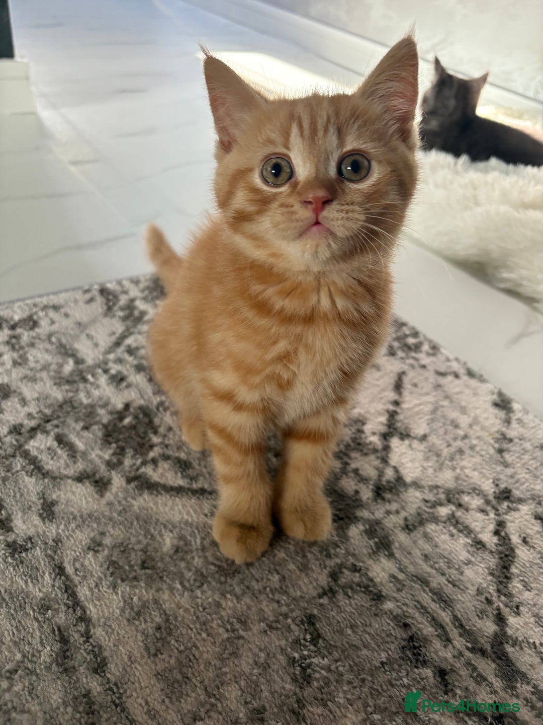 Scottish Fold cats for sale: 5 kittens Ready to find their forever homes  - Image 26