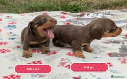 Miniature Dachshund dogs for sale: 5 beautiful chocolate and tan miniature dachshunds - Image 14