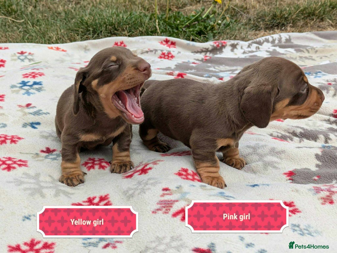 Miniature Dachshund dogs for sale: 5 beautiful chocolate and tan miniature dachshunds - Image 14