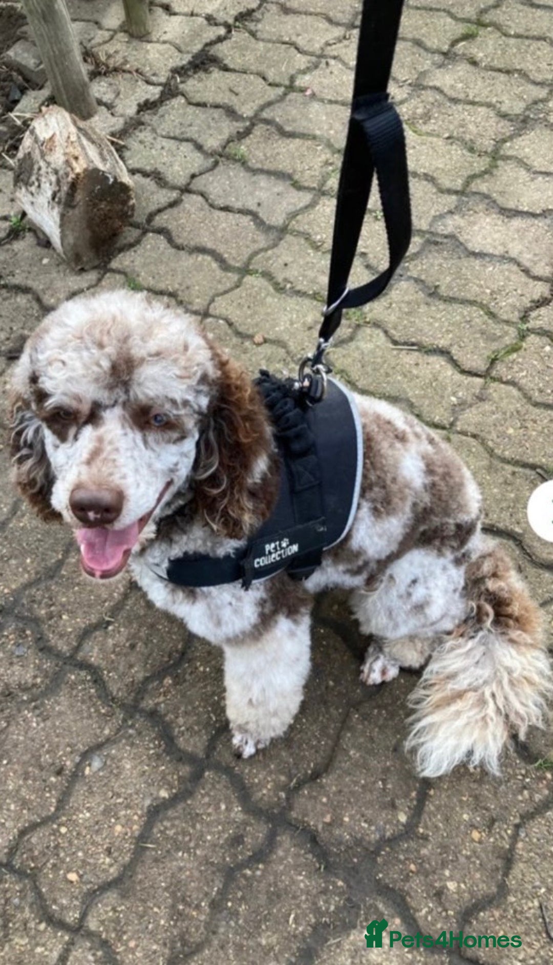 Mini Goldendoodle dogs for sale: Miniature Goldendoodle Puppies - Merle available  - Advert 11