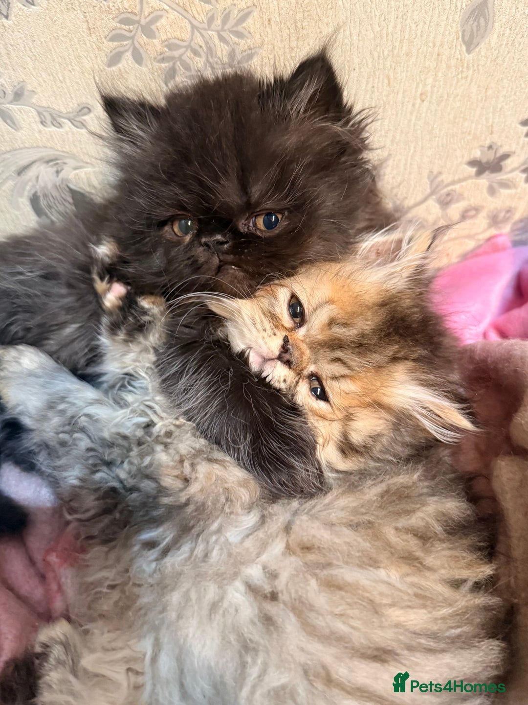Persian cats for sale: Stunning GCCF reg Persians – Born Halloween 2025  - Advert 6