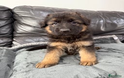 German Shepherd dogs for sale: TOP QUALITY SHOW LINES  - Image 5