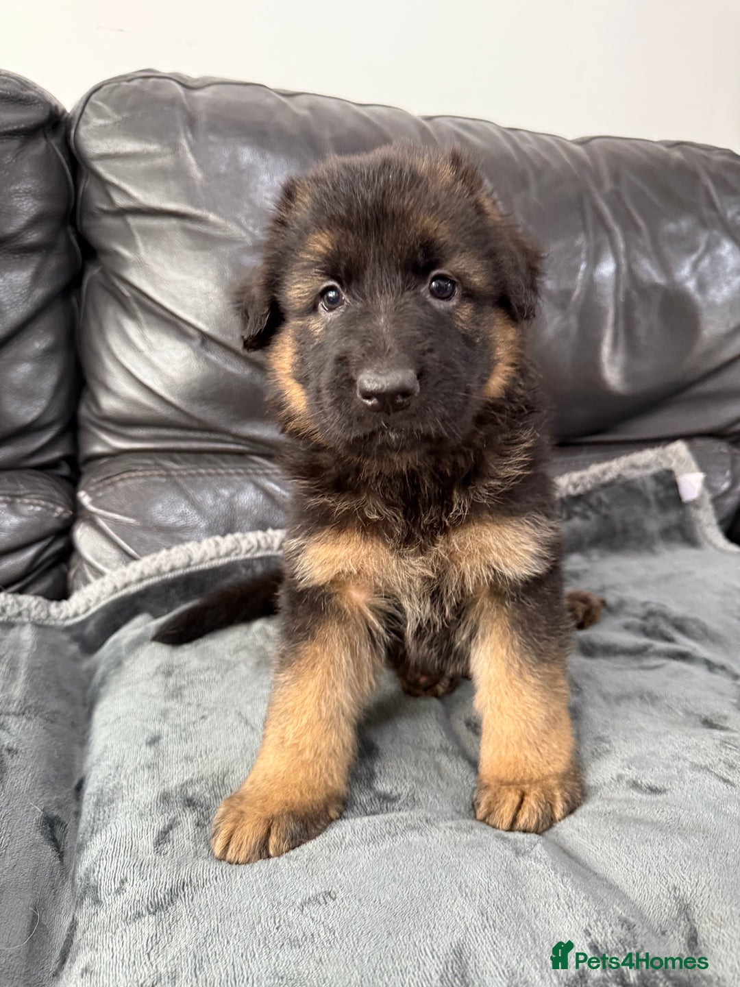 German Shepherd dogs for sale: TOP QUALITY SHOW LINES  - Image 5