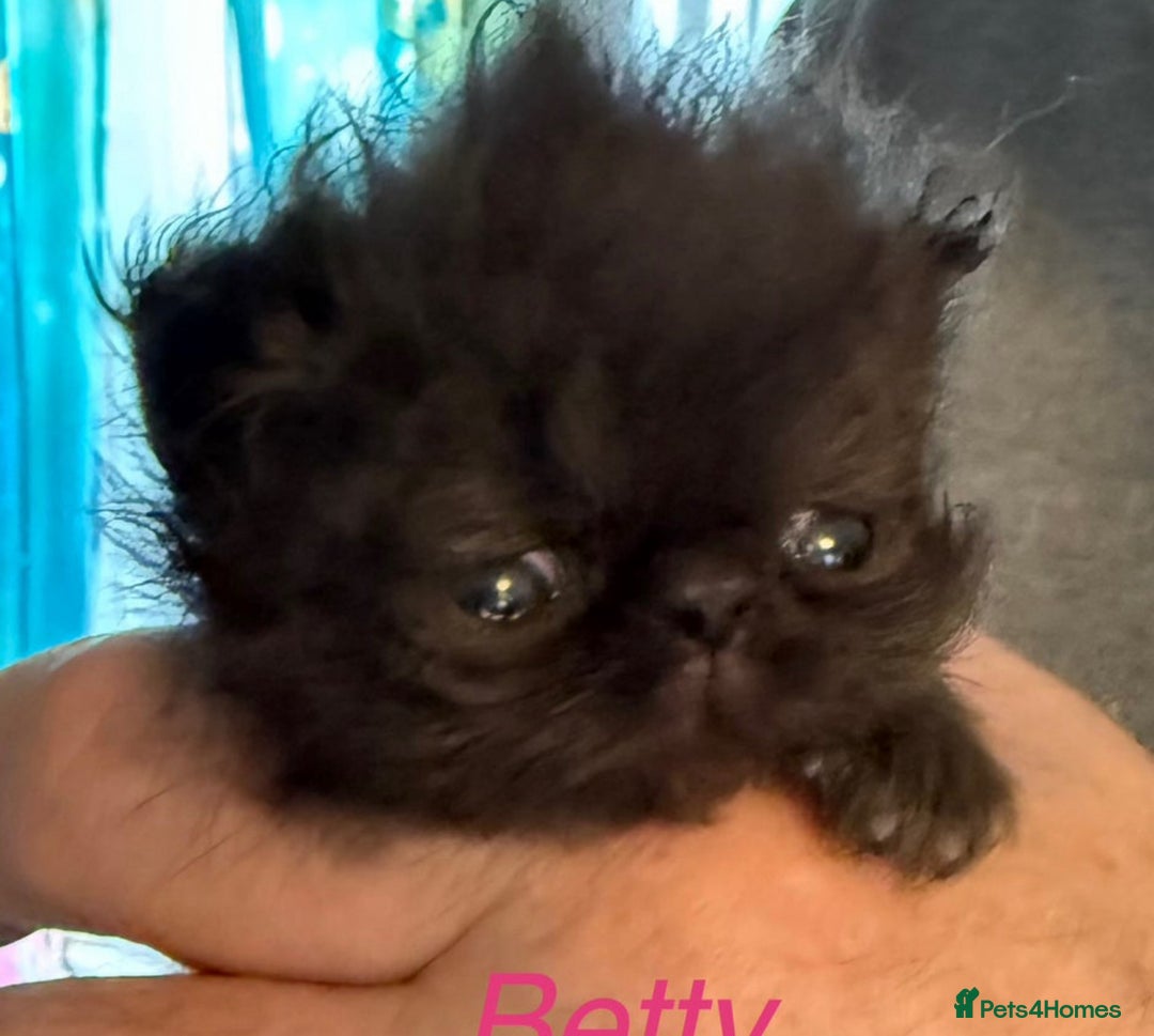 Persian cats for sale: Gorgeous Persians gccf registered pkd neg   - Image 25