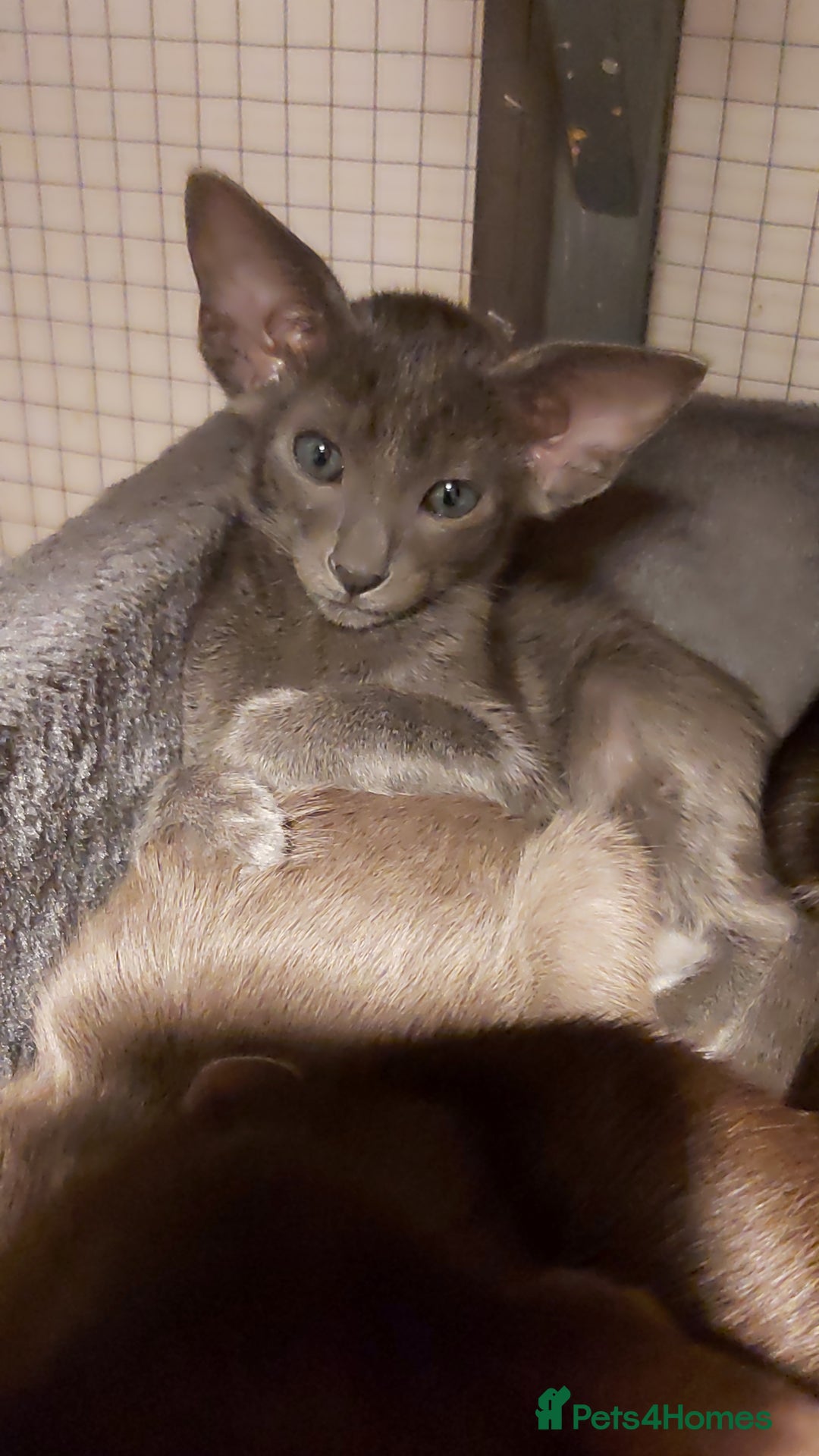 Oriental cats for sale: Full Pedigree Oriental 6 Kittens XL size ears GCCF - Advert 39